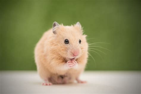 The 5 Most Popular Hamster Species Kept as Pets